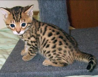 Бенгалска раса мачака: дивљи леопард са анђеоским карактером