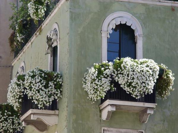 Које цвијеће посећују на балкону?