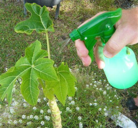 зелени сапун за биљке