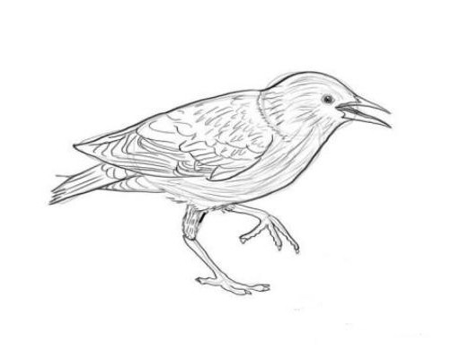 Како нацртати старлинг и друге птице