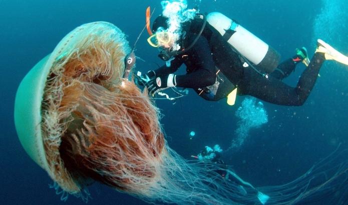 Арктички цијанид је највећа медуза на свету
