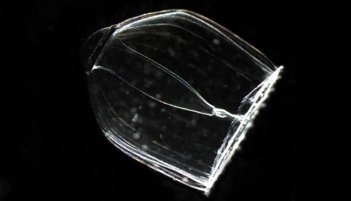 хидролизу медуза са провидним телом