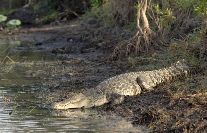 највећи крокодил у метрима